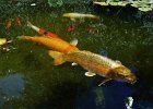 carpe koi (2)